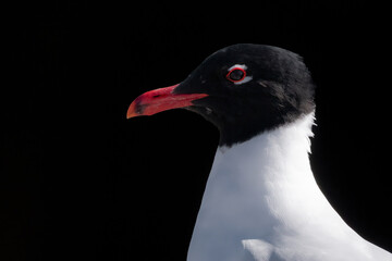 Gull head