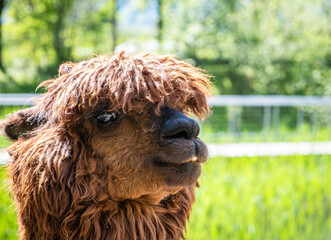 A brown Huacaya Alpaca (Lama pacos) on a sunny day. Portrait. Selective focus