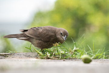 A visitor from the sky
