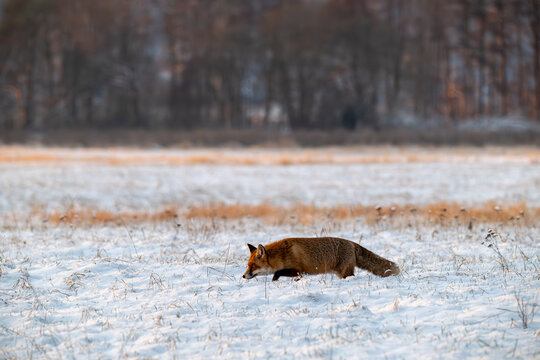 Fuchs in der Ranzzeit