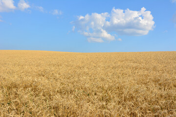 wheat field isolated with blue sky and white cloud wallpaper 
