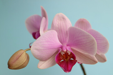 Pink Orchid With Bud Macro
