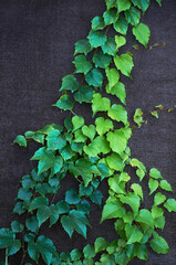 A green creeper on a dark wall