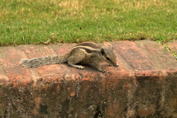 Northern Palm Squirrel Amidst Kathmandu's Bricks