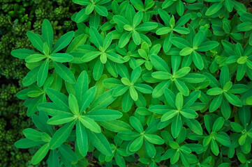 Fresh green lupine leaves in spring season. Top view. Natural botanical foliage background. Gardening and planting