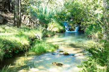 Fototapeta premium river in the forest