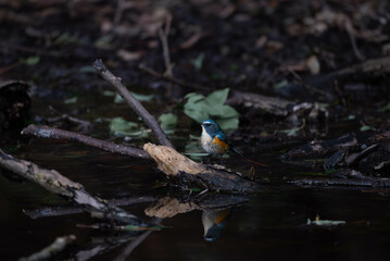 冬に会えるルリビタキ