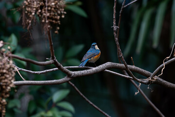 冬に会えるルリビタキ