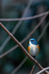 冬に会えるルリビタキ