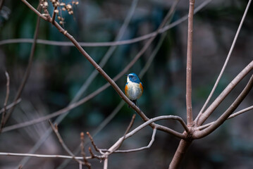 冬に会えるルリビタキ