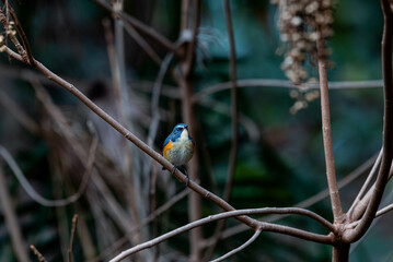 冬に会えるルリビタキ