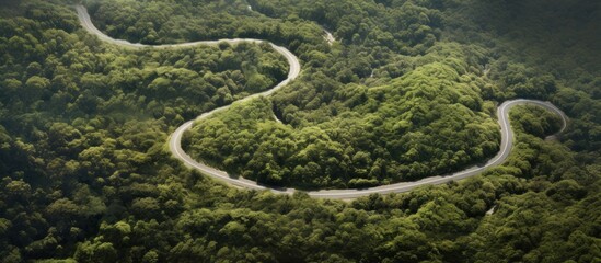winding road in the middle of the forest, top view