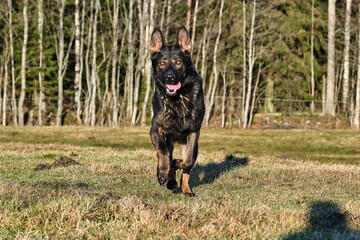 A beautiful German Shepherd dog running in a meadow in Sweden countryside