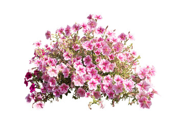 pink flowers bush leave plants isolated