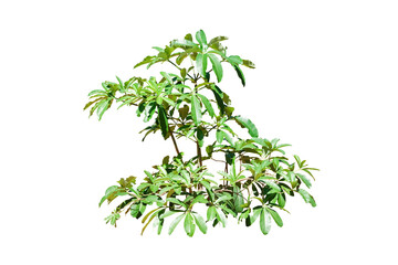 green bush leaves plant isolated