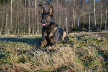 beautiful gray German Shepherd dog in a meadow in Sweden countryside
