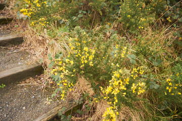 Kolcolist zachodni, Ulex europaeus