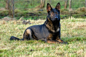 beautiful gray German Shepherd dog in a meadow in Sweden countryside