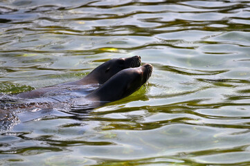 Sea Lions