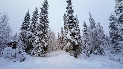 forest in winter (Finland)