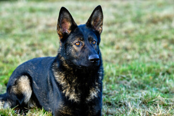 beautiful gray German Shepherd dog in a meadow in Sweden countryside