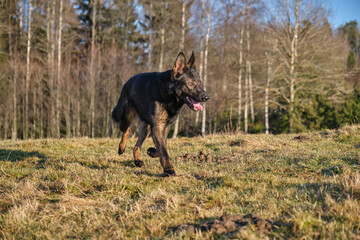 A beautiful German Shepherd dog running in a meadow in Sweden countryside