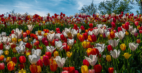 Colorful fields of tulips proclaim the arrival of Spring