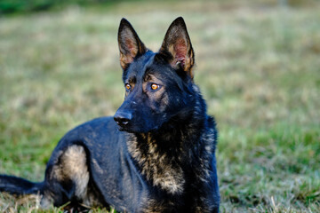 beautiful gray German Shepherd dog in a meadow in Sweden countryside