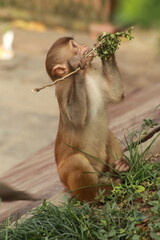 Macaque Monkey Feasting on a Kathmandu Rooftop