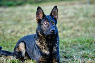 beautiful gray German Shepherd dog in a meadow in Sweden countryside