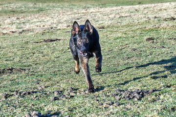 A beautiful German Shepherd dog running in a meadow in Sweden countryside