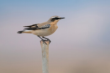 wheatear