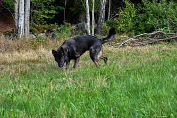 A beautiful German Shepherd dog sniffs in a meadow in the Swedish countryside on a sunny day