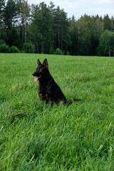 A beautiful gray German Shepherd dog is sitting in a meadow in Sweden countryside