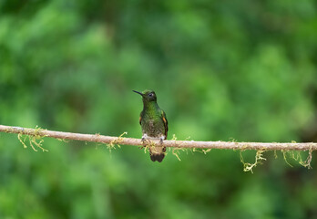 Fototapeta premium Buff Tailed Coronet Hummingbird perched on a Mossy Branch with a shallow depth of field green background