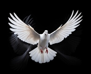white dove flying on background black 