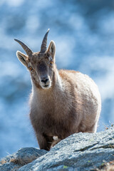 Female alpine ibex (Capra ibex) close up portrait against cold snowy background, taken while standing on rocks at sunrise on a winter day, Alps mountains, Italy.