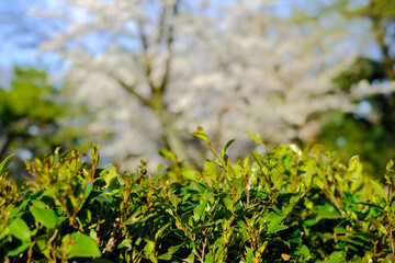 東京・有栖川宮記念公園の桜を背景にした若葉