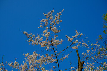 東京・有栖川宮記念公園の青空に伸びた桜