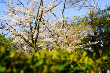 東京・有栖川宮記念公園の桜