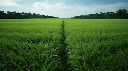 Obraz premium thinking about life inspired long road in a grass field, wallpaper design