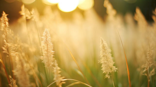 beautiful close shot of a wheat field, marketing inspired