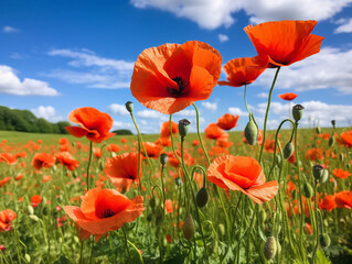 A stunning, colorful field of poppies in the serene countryside, showcasing nature's beauty and tranquility.