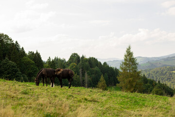 Fototapeta na wymiar Beautiful brown horses grazing in a meadow in summer, summer field