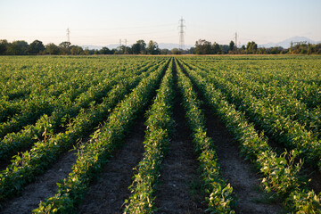 Fototapeta na wymiar Soybeans growing in a field, agriculture