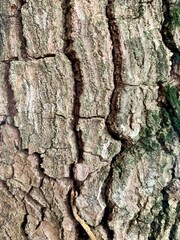 Close up of the textured bark of a avocado tree