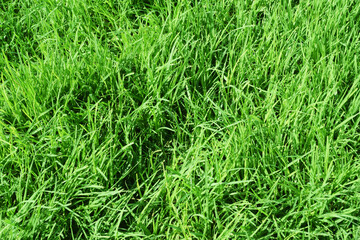 green grass for summer background. green grass lawn background. fresh green grass for spring background
