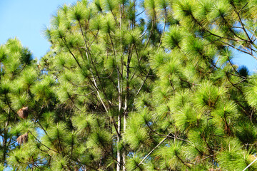 Pine Tree Forest Green Nature and Sky blue background - Shooting from at Phu Kradueng National Park Loei Thailand 