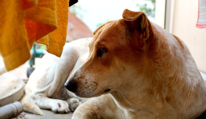 A lonely roadside dog in thailand