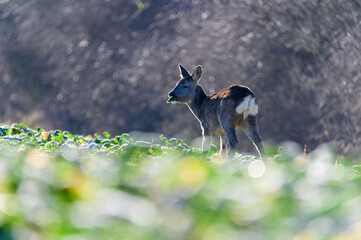 Beautiful deer in the field. Deer in the meadow